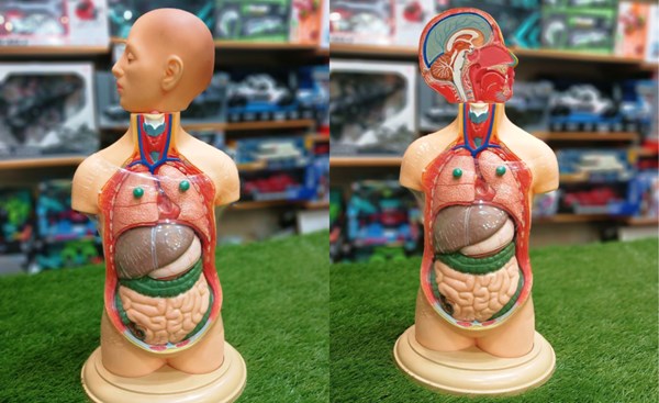 مولاژ نیم تنه انسان 10 قسمتی مقیاس 1:4_اسباب بازی