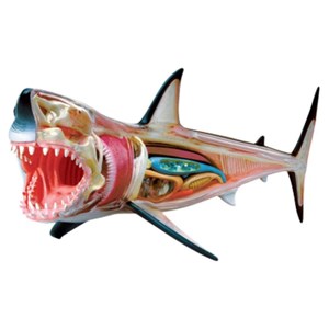 پک ساخت آناتومی بدن کوسه مدل Chap Mei - 4D Master - Great White Shark Anatomy Model_اسباب بازی