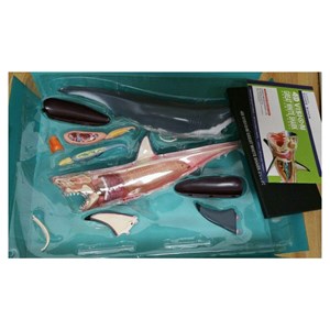 پک ساخت آناتومی بدن کوسه مدل Chap Mei - 4D Master - Great White Shark Anatomy Model_اسباب بازی