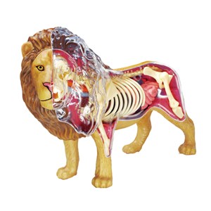 پک ساخت آناتومی بدن شیر مدل Chap Mei - 4D Master - Lion Anatomy Model_اسباب بازی