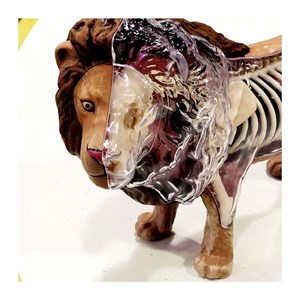 پک ساخت آناتومی بدن شیر مدل Chap Mei - 4D Master - Lion Anatomy Model_اسباب بازی
