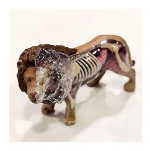 پک ساخت آناتومی بدن شیر مدل Chap Mei - 4D Master - Lion Anatomy Model_اسباب بازی