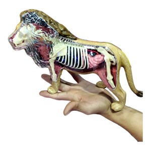 پک ساخت آناتومی بدن شیر مدل Chap Mei - 4D Master - Lion Anatomy Model_اسباب بازی