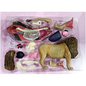 پک ساخت آناتومی بدن شیر مدل Chap Mei - 4D Master - Lion Anatomy Model_اسباب بازی