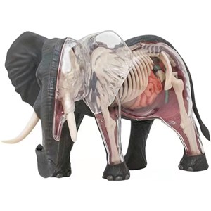 پک ساخت آناتومی بدن فیل مدل Chap Mei - 4D Master - Elephant Anatomy Model_اسباب بازی
