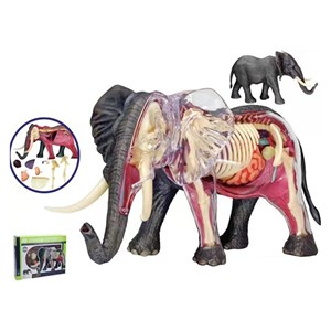 پک ساخت آناتومی بدن فیل مدل Chap Mei - 4D Master - Elephant Anatomy Model_اسباب بازی