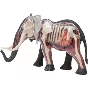 پک ساخت آناتومی بدن فیل مدل Chap Mei - 4D Master - Elephant Anatomy Model_اسباب بازی