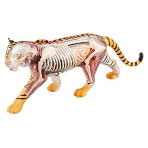 پک ساخت آناتومی بدن ببر مدل Chap Mei - 4D Master - Tiger Anatomy Model_اسباب بازی