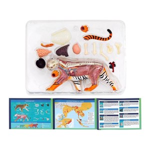پک ساخت آناتومی بدن ببر مدل Chap Mei - 4D Master - Tiger Anatomy Model_اسباب بازی