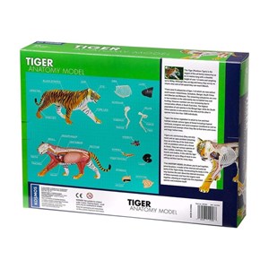 پک ساخت آناتومی بدن ببر مدل Chap Mei - 4D Master - Tiger Anatomy Model_اسباب بازی