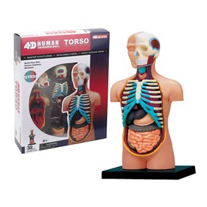پک ساخت آناتومی بدن انسان مدل Chap Mei - 4D Master - Human Anatomy Model_اسباب بازی