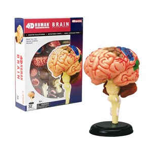 پک ساخت آناتومی مغز انسان مدل Chap Mei - 4D Master - Brain Anatomy Model_اسباب بازی