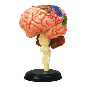 پک ساخت آناتومی مغز انسان مدل Chap Mei - 4D Master - Brain Anatomy Model_اسباب بازی