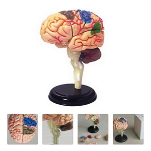 پک ساخت آناتومی مغز انسان مدل Chap Mei - 4D Master - Brain Anatomy Model_اسباب بازی