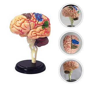 پک ساخت آناتومی مغز انسان مدل Chap Mei - 4D Master - Brain Anatomy Model_اسباب بازی
