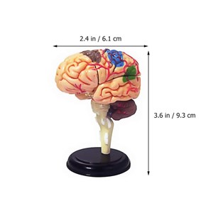 پک ساخت آناتومی مغز انسان مدل Chap Mei - 4D Master - Brain Anatomy Model_اسباب بازی