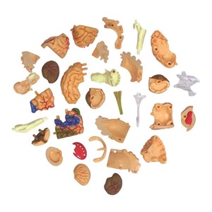 پک ساخت آناتومی مغز انسان مدل Chap Mei - 4D Master - Brain Anatomy Model_اسباب بازی