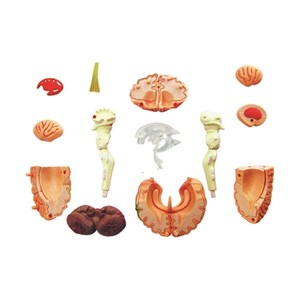 پک ساخت آناتومی مغز انسان مدل Chap Mei - 4D Master - Brain Anatomy Model_اسباب بازی