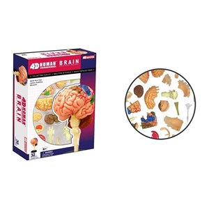 پک ساخت آناتومی مغز انسان مدل Chap Mei - 4D Master - Brain Anatomy Model_اسباب بازی