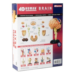 پک ساخت آناتومی مغز انسان مدل Chap Mei - 4D Master - Brain Anatomy Model_اسباب بازی