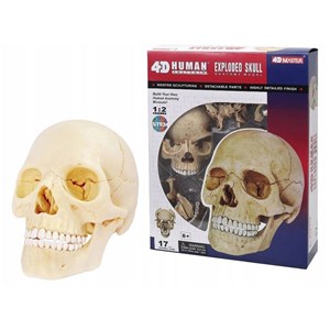 پک ساخت آناتومی جمجمه انسان مدل Chap Mei - 4D Master - Human Skull Anatomy Model_اسباب بازی