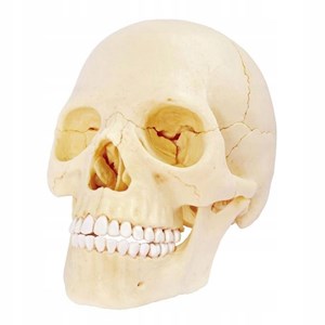 پک ساخت آناتومی جمجمه انسان مدل Chap Mei - 4D Master - Human Skull Anatomy Model_اسباب بازی