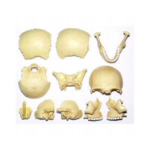 پک ساخت آناتومی جمجمه انسان مدل Chap Mei - 4D Master - Human Skull Anatomy Model_اسباب بازی