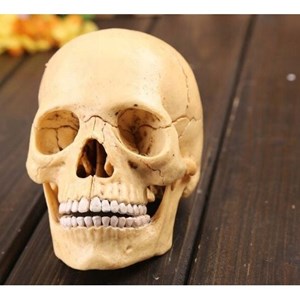 پک ساخت آناتومی جمجمه انسان مدل Chap Mei - 4D Master - Human Skull Anatomy Model_اسباب بازی