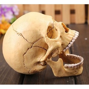 پک ساخت آناتومی جمجمه انسان مدل Chap Mei - 4D Master - Human Skull Anatomy Model_اسباب بازی
