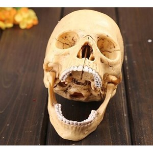 پک ساخت آناتومی جمجمه انسان مدل Chap Mei - 4D Master - Human Skull Anatomy Model_اسباب بازی