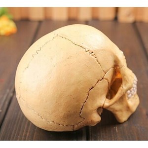پک ساخت آناتومی جمجمه انسان مدل Chap Mei - 4D Master - Human Skull Anatomy Model_اسباب بازی