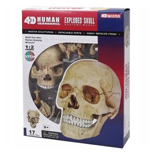 پک ساخت آناتومی جمجمه انسان مدل Chap Mei - 4D Master - Human Skull Anatomy Model_اسباب بازی