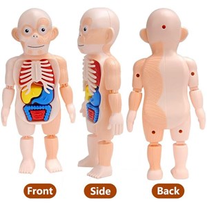 پک ساخت آناتومی بدن انسان با لوازم کامل_اسباب بازی