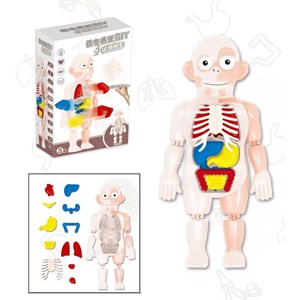 پک ساخت آناتومی بدن انسان با لوازم کامل_اسباب بازی