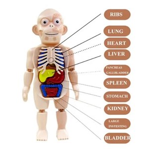 پک ساخت آناتومی بدن انسان با لوازم کامل_اسباب بازی