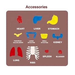پک ساخت آناتومی بدن انسان با لوازم کامل_اسباب بازی