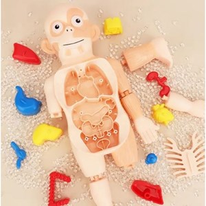 پک ساخت آناتومی بدن انسان با لوازم کامل_اسباب بازی