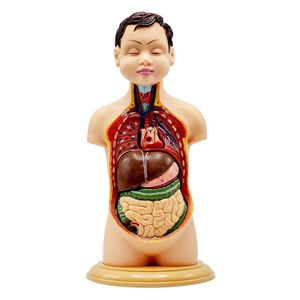 مولاژ نیم تنه انسان مدل عروسکی 8 قسمتی_اسباب بازی