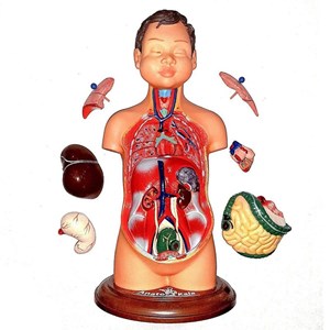 مولاژ نیم تنه انسان مدل عروسکی 8 قسمتی_اسباب بازی