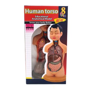 مولاژ نیم تنه انسان مدل عروسکی 8 قسمتی_اسباب بازی