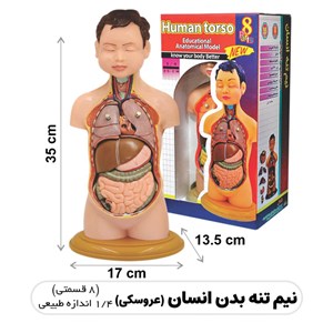 مولاژ نیم تنه انسان مدل عروسکی 8 قسمتی_اسباب بازی