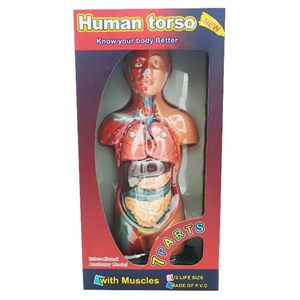 مولاژ نیم تنه انسان با مقیاس 1:2_اسباب بازی