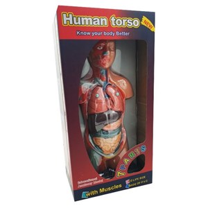 مولاژ نیم تنه انسان با مقیاس 1:2_اسباب بازی