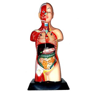 مولاژ نیم تنه انسان با مقیاس 1:2_اسباب بازی