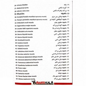 مولاژ نیم تنه انسان با مقیاس 1:2_اسباب بازی